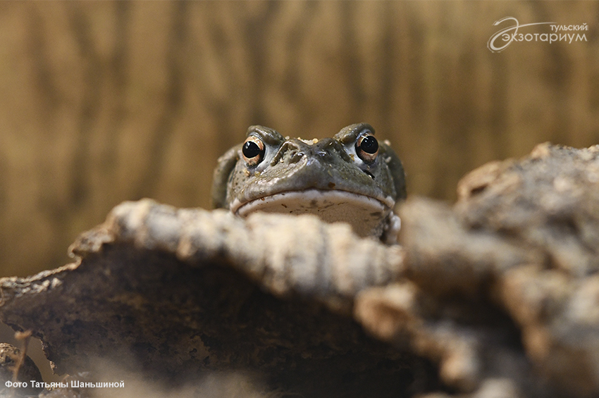 Колорадская жаба - Сайт государственного учреждения Тульской области  «Тульский областной экзотариум»
