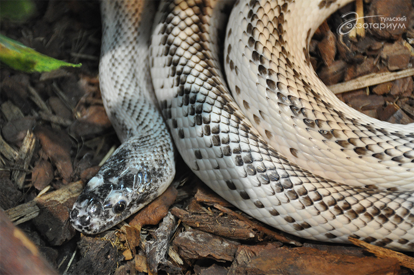 Доклад по теме Дикие животные и змеи Латинской Америки