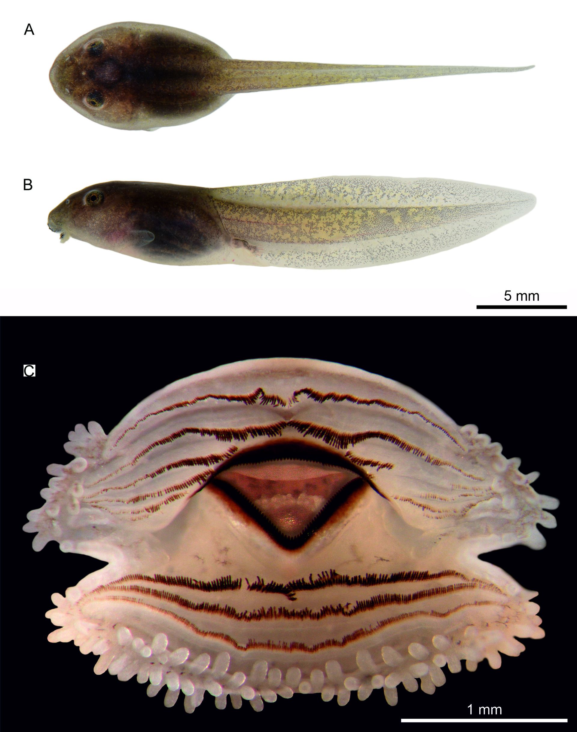 ris.2 First description of the tadpole of Kurixalus baliogaster Fig.2