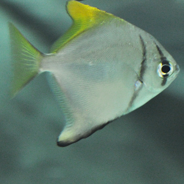Рыба-ласточка (серебряная рыба-ласточка)