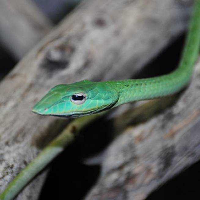 Зеленая плетевидная змея